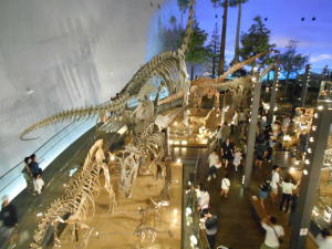 並ぶ骨格標本。