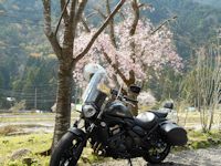 モネの池の桜の前のカワサキバルカンＳ