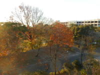 荒子川公園の木々