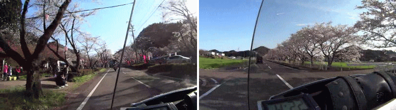 寺尾の千本桜から武芸川沿いの桜並木へ 寺尾の千本桜から武芸川沿いの桜並木へ