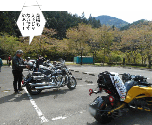 葉桜がいっぱい