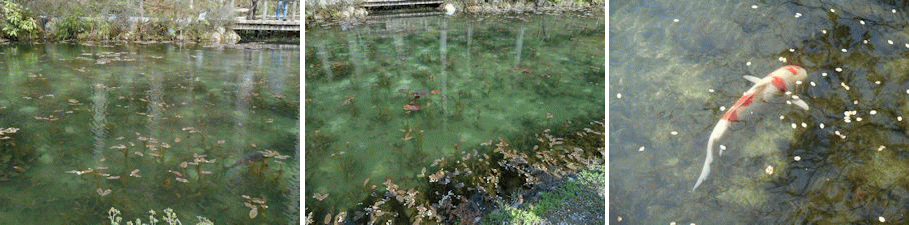 モネの池 モネの池