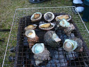 トコブシとサザエ