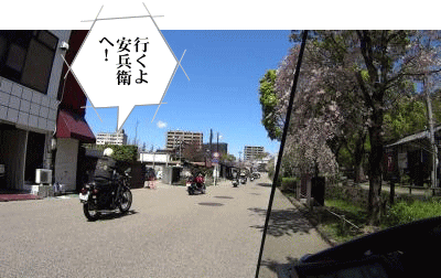 金華山周りの桜の下を走ります。 金華山周りの桜は見頃